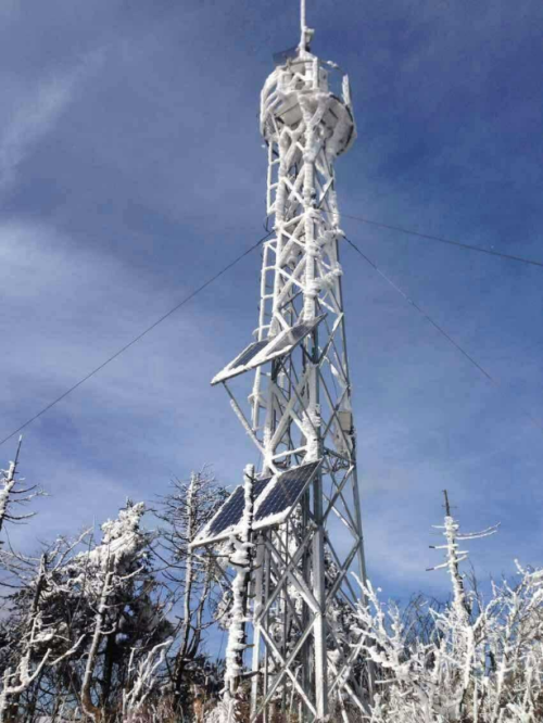 甘肃24米森林香蕉黄色在线视频规格齐全价格实惠